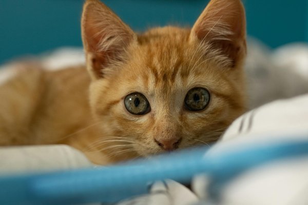 I Maestri del Mistero e della Magia Feline