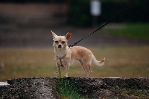 Scoprire il Mondo Affascinante dei Cani