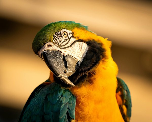 Ecco come trasformare l'habitat del tuo criceto per accendere la sua curiosità